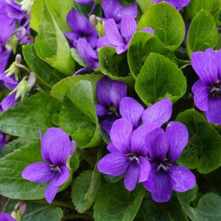 Viola somchetica